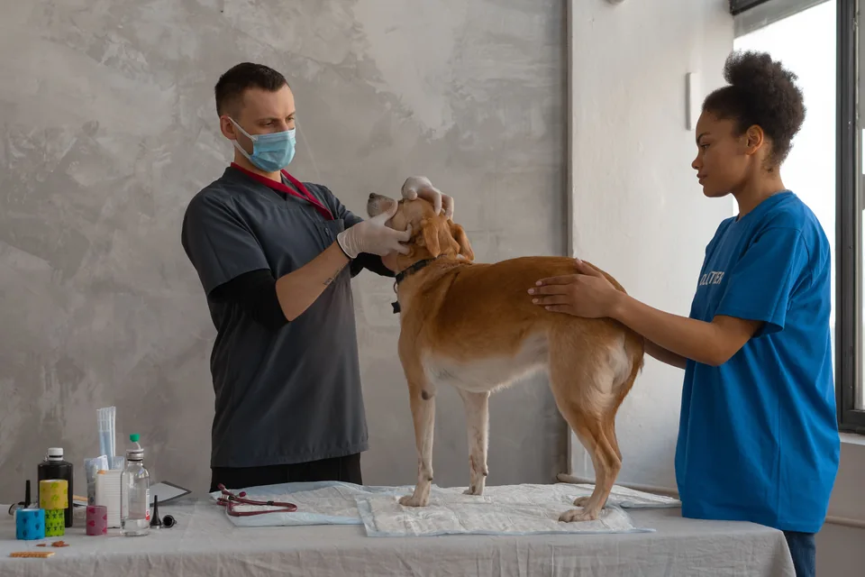 Veterinær undersøker en hund med støtte fra en annen person. Illustrasjonsfoto.